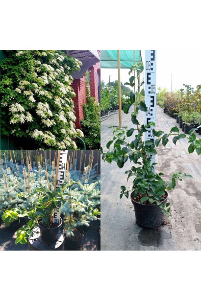 Гортензия Petiolaris - 3л/вис.50-60см/Ø35-45см/